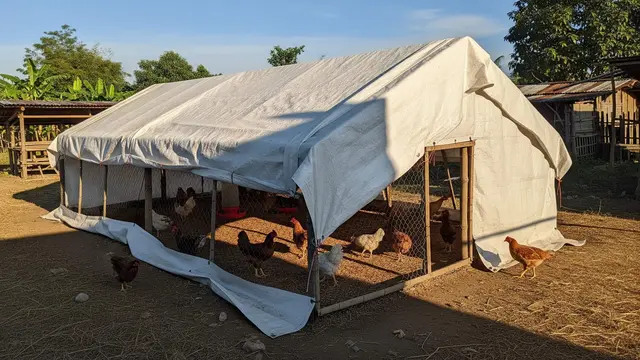 Cara Membuat Kandang Ayam Murah dari Terpal