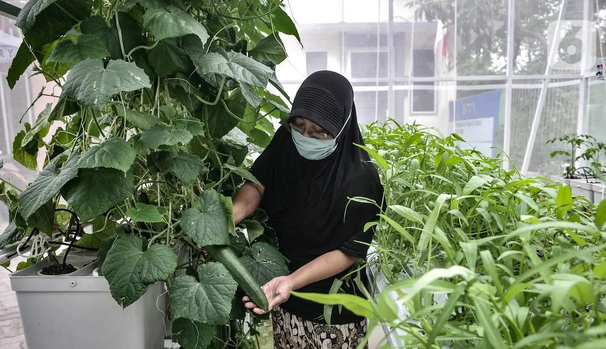 Anggota KWT Teratai menunjukkan sayuran hasil tanam di rumah kaca Green House, Sunter Muara, Jakarta, Minggu (13/12/2020). Rumah Kaca Green House ditanami berbagai sayuran sistem hidroponik dengan harapan dapat menjaga ketahanan pangan di masa pandemi Covid-19. (merdeka.com/qbal S. Nugroho)