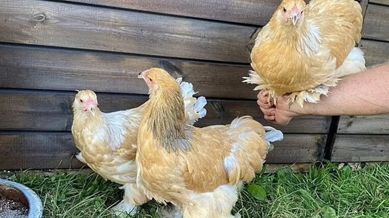 Tetangga Laporkan Peternak Gara-Gara Kokok Ayam, Alasannya Bikin Geleng Kepala