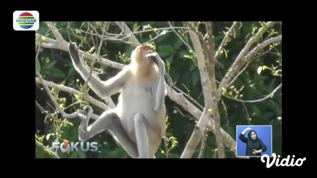 Provinsi Kalimantan Timur sebagai ibu kota baru Indonesia, mempunyai banyak potensi wisata menarik. Di antaranya hutan mangrove yang menjadi habitat asli bekantan. Nah, bekantan adalah primata endemik Kalimantan yang berhidung panjang dan berbulu cok...
