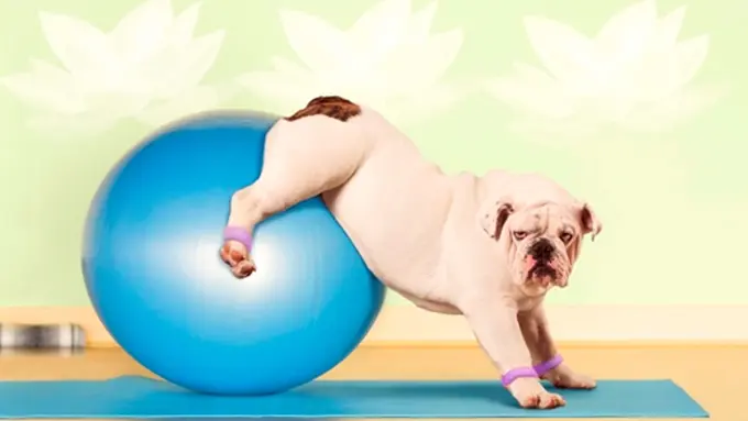 [Bintang] Menuju Sehat dengan Pilates Bersama Anjing, Mau?