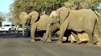 Segerombolan gajah terekam sedang berupaya menghentikan arus lalu lintas kendaraan di tempat pelestarian. 