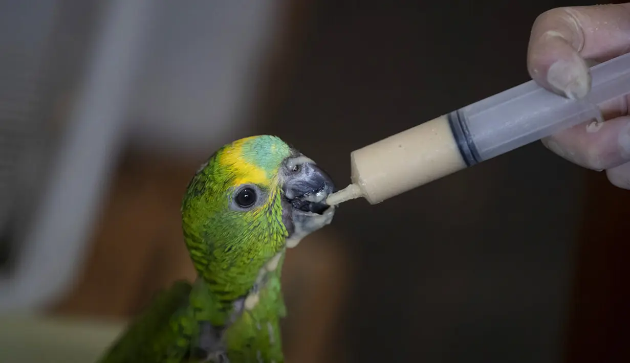 Dokter hewan memberi makan anak burung beo yang ditemukan polisi jalan raya dari bagasi mobil di Jundiai, Brasil, Selasa (20/10/2020). Orang-orang yang ditangkap dengan lebih dari 150 beo dalam bagasi mobil mengatakan mereka menangkapnya di Mato Grosso do Sul untuk dijual. (AP Photo/Andre Penner)