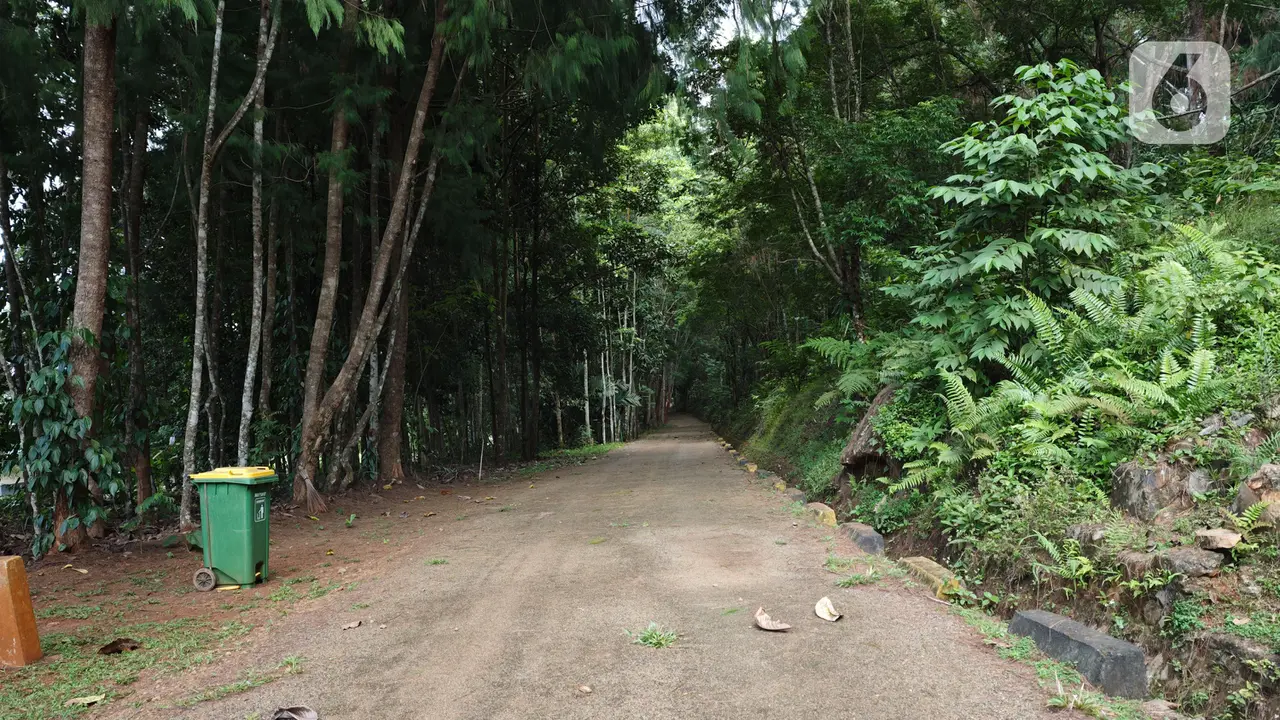Dari Bekas Tambang Menjadi Hutan