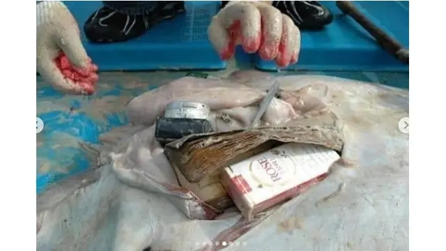5 Potret Ikan Pari Ditemukan Mati Dengan Kondisi Penuh Sampah Ini Bikin Miris