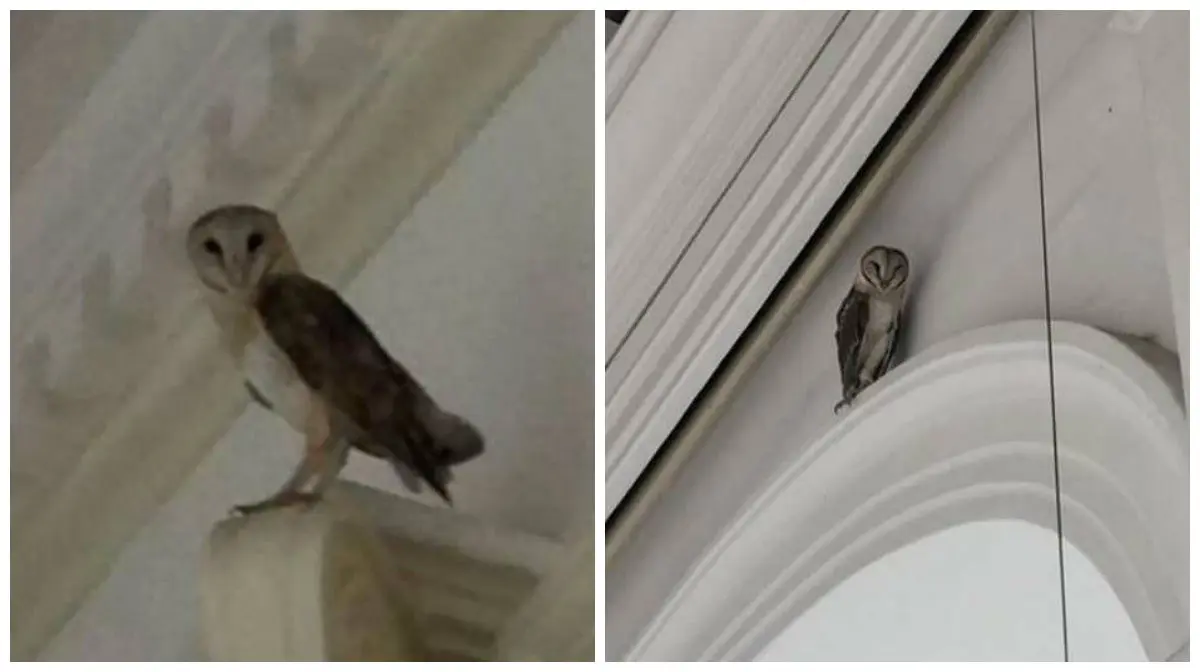 Burung hantu pertama kali sambangi Istana PM Singapura tahun 2013 lalu, diduga burung yang sama hinggap lagi pada 2015 (Facebook PM Singapura) 