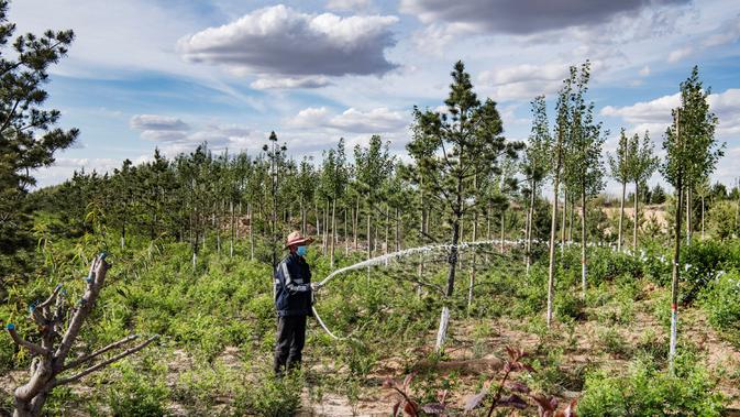 Seorang tukang kebun menyirami pohon-pohon yang baru ditanam di barisan pohon penahan angin (shelterbelt) di Kota Yulin, Provinsi Shaanxi, China barat laut, (24/5/2020). Pada November 2019, kota itu mendapat status Kota Hutan Nasional. (Xinhua/Tao Ming)