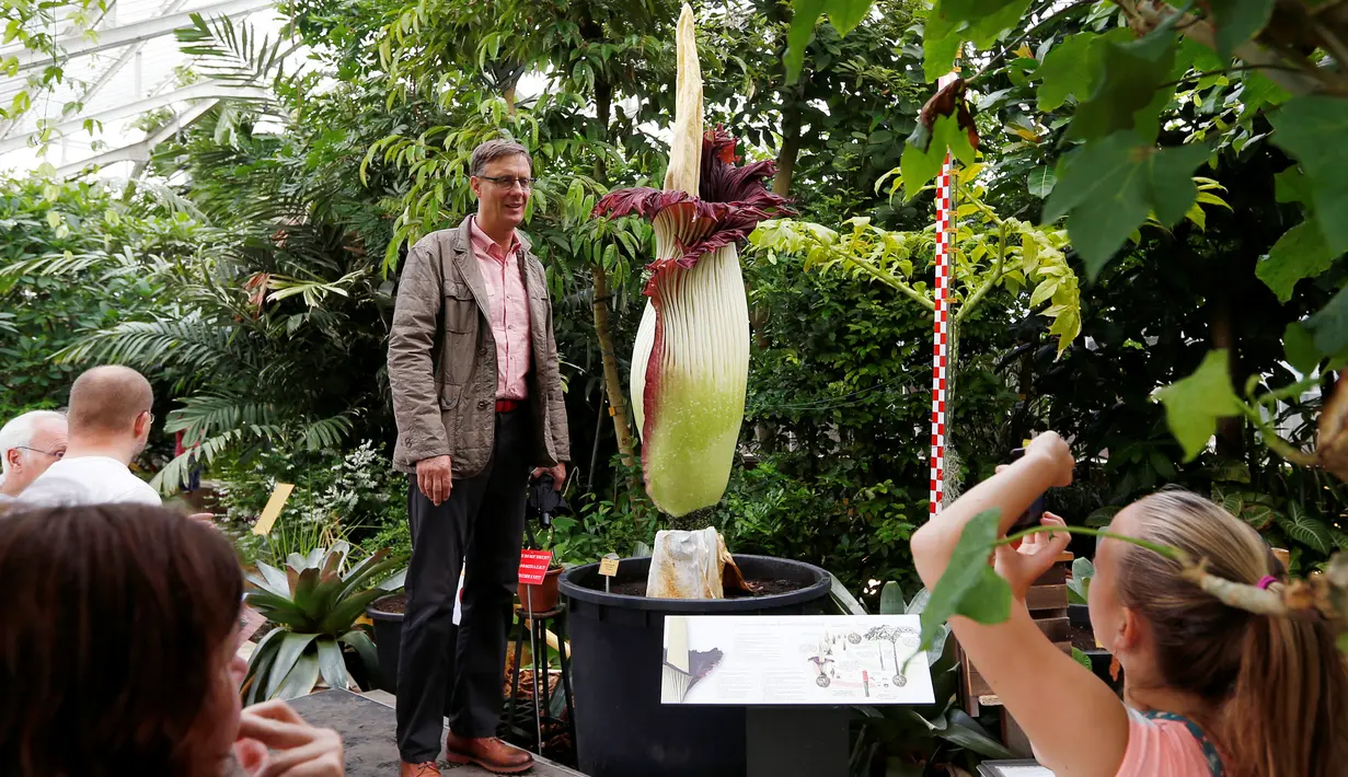 Seorang pengujung berpose di samping bunga bangkai Titan Arum asal Sumatera, yang dipamerkan di taman botani, Brussels, Belgia, Kamis (28/7). Bunga bernama latin 'Amorphophallus titanum' itu menyedot perhatian wisatawan di sana. (REUTERS/Francois Lenoir)