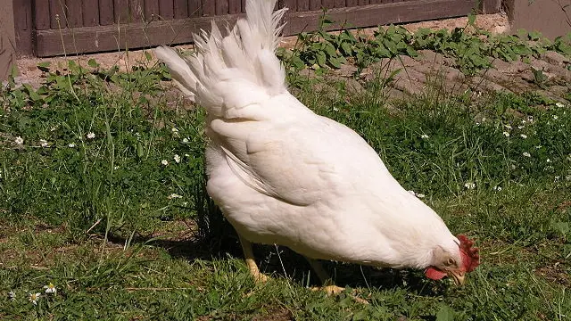Ilustrasi Ayam Leghorn