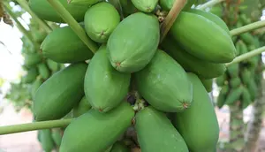 Cara Menghilangkan Getah Pada Pepaya Muda, Masakan Lebih Lezat dan Bebas Gatal