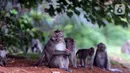 Monyet ekor panjang (Macaca Fascicularis) memakan buah yang dilemparkan warga di kawasan Suaka Margasatwa Muara Angke, Penjaringan, Jakarta, Sabtu (29/5/2021). Meski sudah ada larangan, namun pemberian makanan oleh warga kepada monyet ekor panjang masih terlihat. (Liputan6.com/Helmi Fithriansyah)