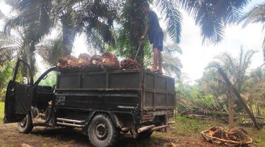 Aktivitas penimbangan panen sawit masyarakat sebelum dibawa ke pabrik kelapa sawit.