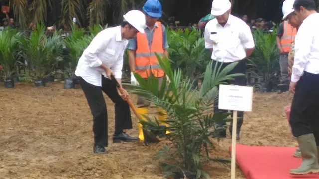 Sumsel Jadi Daerah Replanting Kelapa Sawit Terbesar di Indonesia
