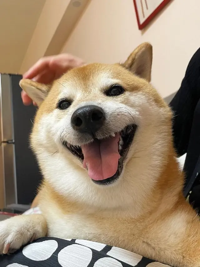 Anjing Shiba Inu Balltze yang Viral Jadi Meme Mati karena Kanker, Warganet Berduka