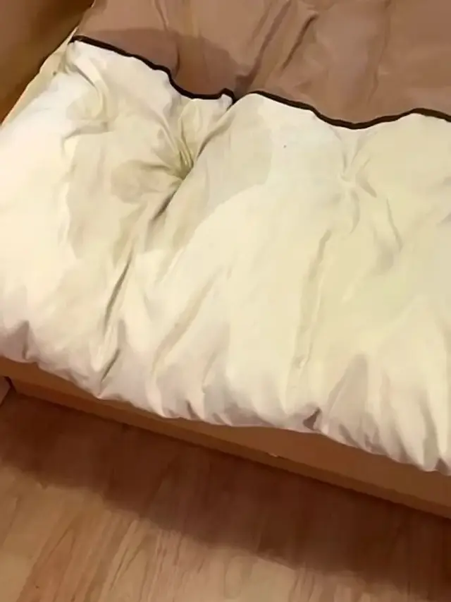 Kucing Diburu Polisi