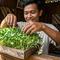 Panen 7 Hari, Ini 10 Microgreens Paling Gampang untuk Pemula (Foto: AI)