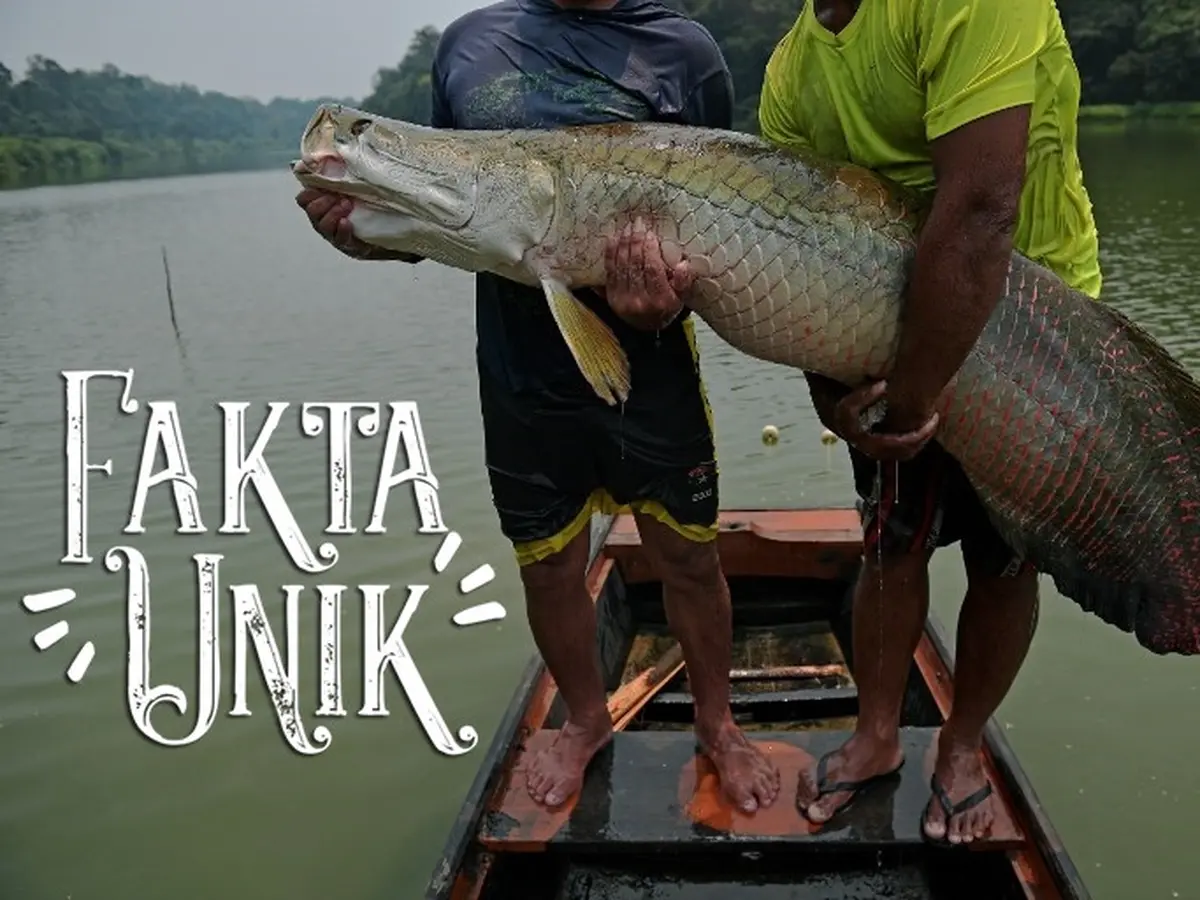 7700 Ikan Air Tawar Besar Di Indonesia Terbaru