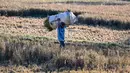 Seorang petani memanggul karung berisi tanaman padi yang rusak akibat kekeringan di Aneuk Galong, Provinsi Aceh, Minggu, 30 Agustus 2026. (AFP/ Chaideer Mahyuddin)