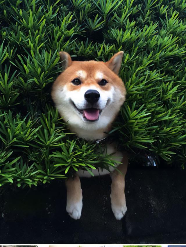 7 Ekspresi Kocak Hewan Saat Tersangkut Ini Bikin Kasihan