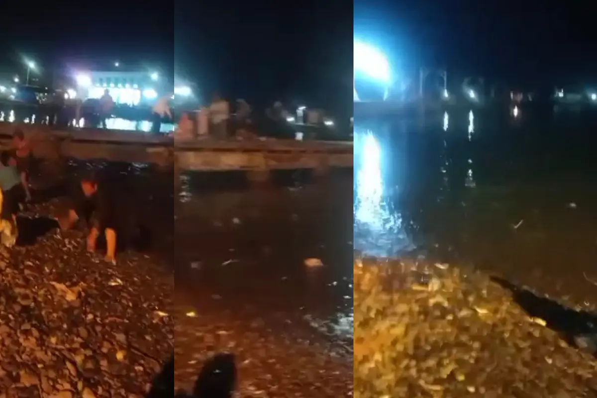 Tangkapan layar warga di Kabupaten Tanggamus mengumpulkan ribuan ikan yang melompat ke bibir pantai. Foto : (Istimewa).