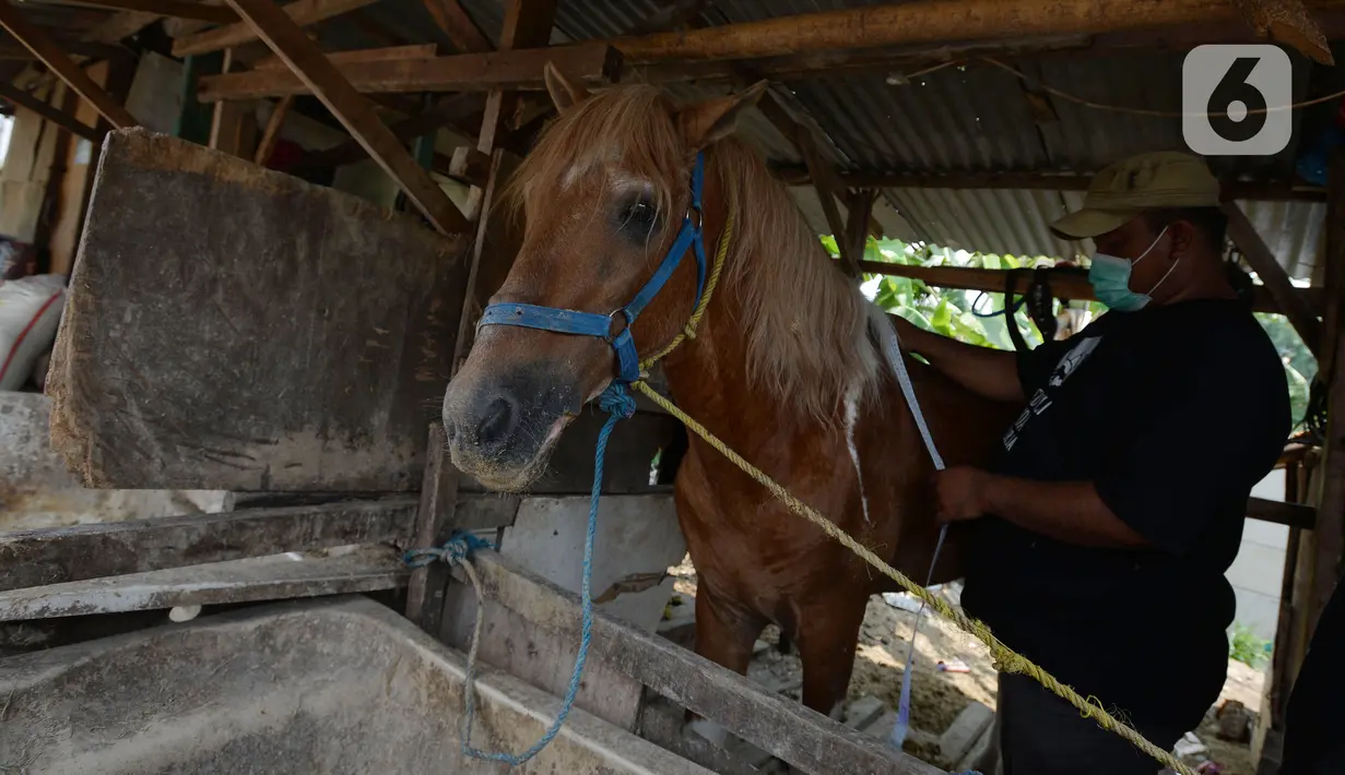 Dokter hewan melakukan pengukuran badan kuda penarik delman di Perkampungan kuda Rawa Badung, Jakarta, Rabu (1/9/2021). Pengukuran berat badan kuda delman bantuan sembako dilakukan oleh Jakarta Animal Aid Network (JAAN). (merdeka.com/Imam Buhori)