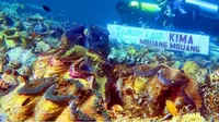 Mengenal Kima, Kerang Raksasa Penyelamat Laut Indonesia Terancam Punah