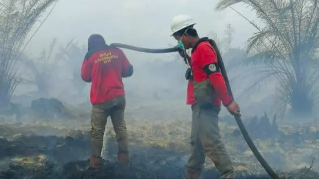 Upaya keras pemadam kebakaran lahan di Riau menjinakkan api di perkebunan sawit yang terbakar beberapa waktu lalu.