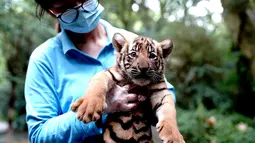Penjaga kebun binatang menggendong anak harimau China Selatan di Kebun Binatang Shanghai di Shanghai, China timur (28/8/2020). Kebun Binatang Shanghai meluncurkan kampanye publik untuk memberikan nama kepada keempat anak harimau betina yang lahir pada 4 Juli 2020 tersebut. (Xinhua/Zhang Jiansong)