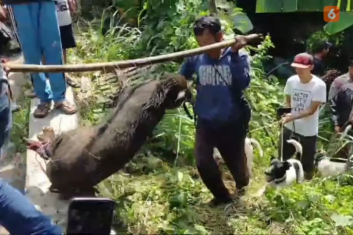 Babi hutan masuk pemukimna warga bikin resah, akhirnya berhasil ditangkap di Kabupaten Sukabumi (Liputan6.com/Fira Syahrin).