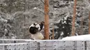 Panda wanita Jin Bao Bao, bernama Lumi dalam bahasa Finlandia bergelantungan di pohon saat bermain salju di kandangnya selama pembukaan Resort Snowpanda di Kebun Binatang Ahtari, di Ahtari, Finlandia, (17/2). (AFP Photo/Lehtikuva/Roni Rekomaa/Finland Out)