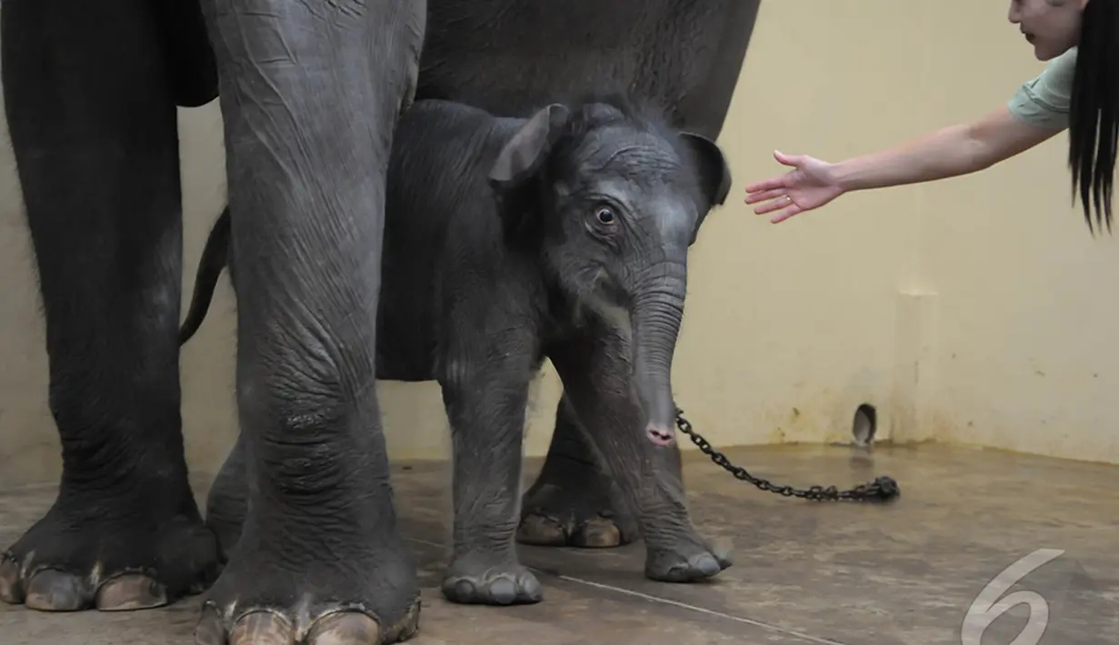 Petugas saat melatih bermain dengan bayi gajah bernama Jokowi, Bogor, Kamis, (25/12/2014). (Liputan6.com/Herman Zakharia)