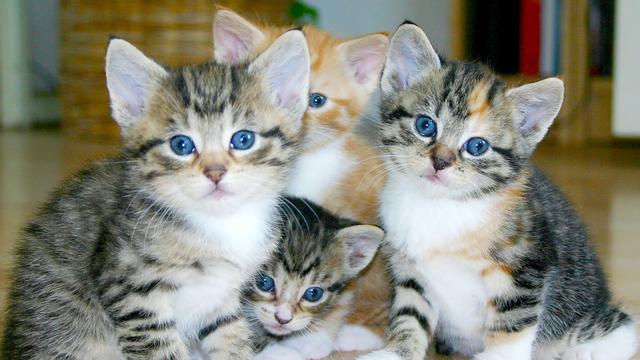 Ilustrasi anak kucing