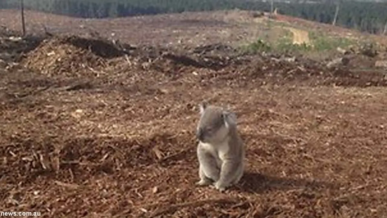 koala130418d.jpg