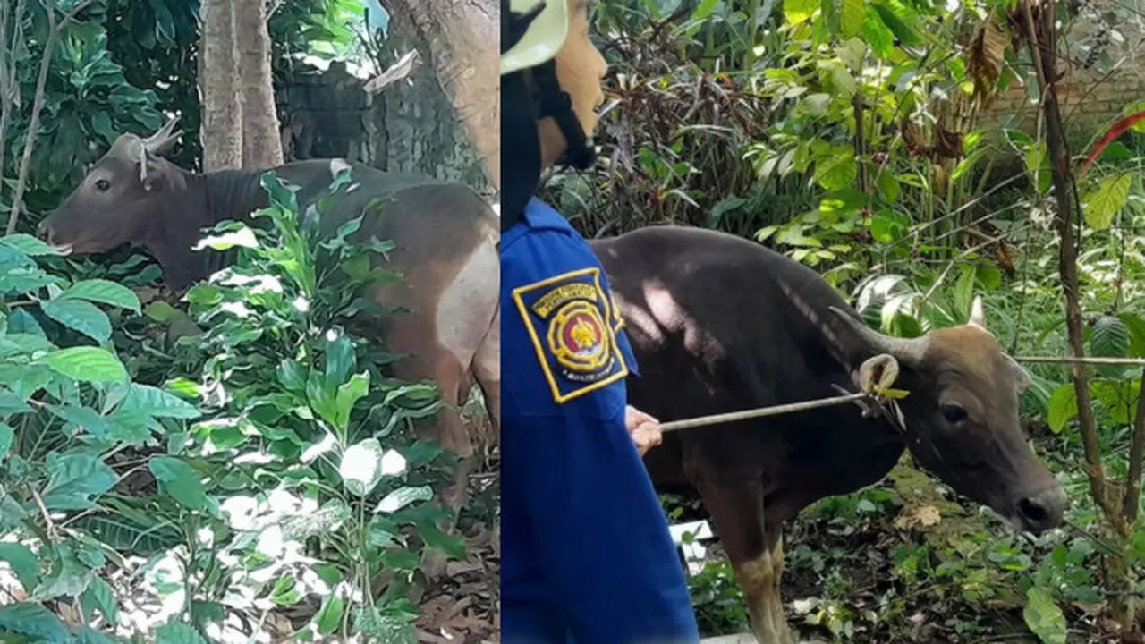 Sapi Mengamuk di Bandung