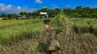 Realisasi Serapan Gabah dan Beras Bulog Capai 1,7 Juta Ton