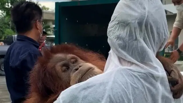 Temuan orangutan
