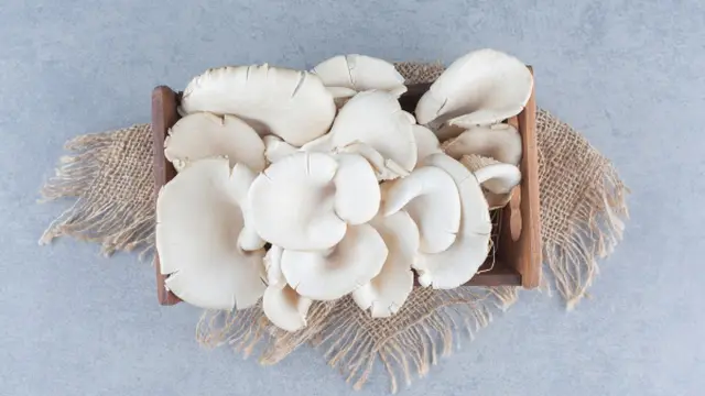 Ilustrasi Jamur Tiram/Photo by azerbaijan_stockers on Freepik