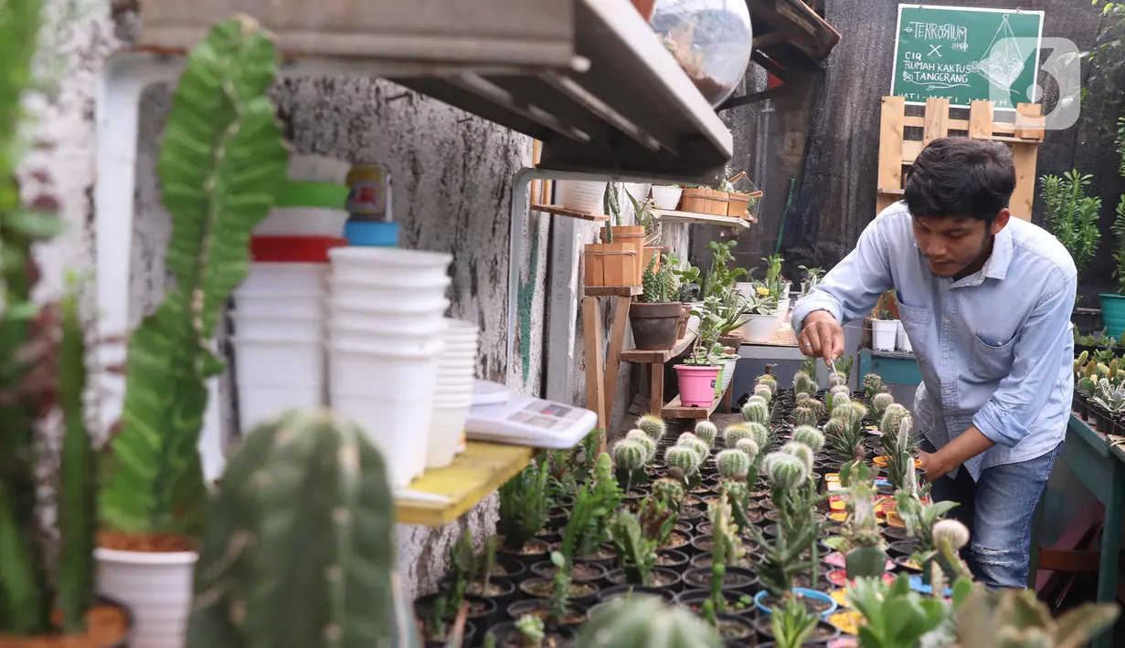 Pembudidaya tanaman hias merawat kaktus di Rumah Kaktus, Kota Tangerang, Banten, Jumat (2/4/2021). Berbagai tanaman seperti kaktus dan sukulen di tempat ini dijual dengan harga Rp 10 ribu hingga jutaan rupiah tergantung jenis dan ukuran. (Liputan6.com/Angga Yuniar)