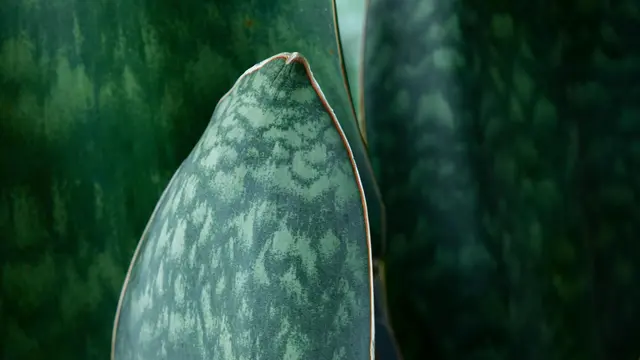 Whale Fin Sansevieria