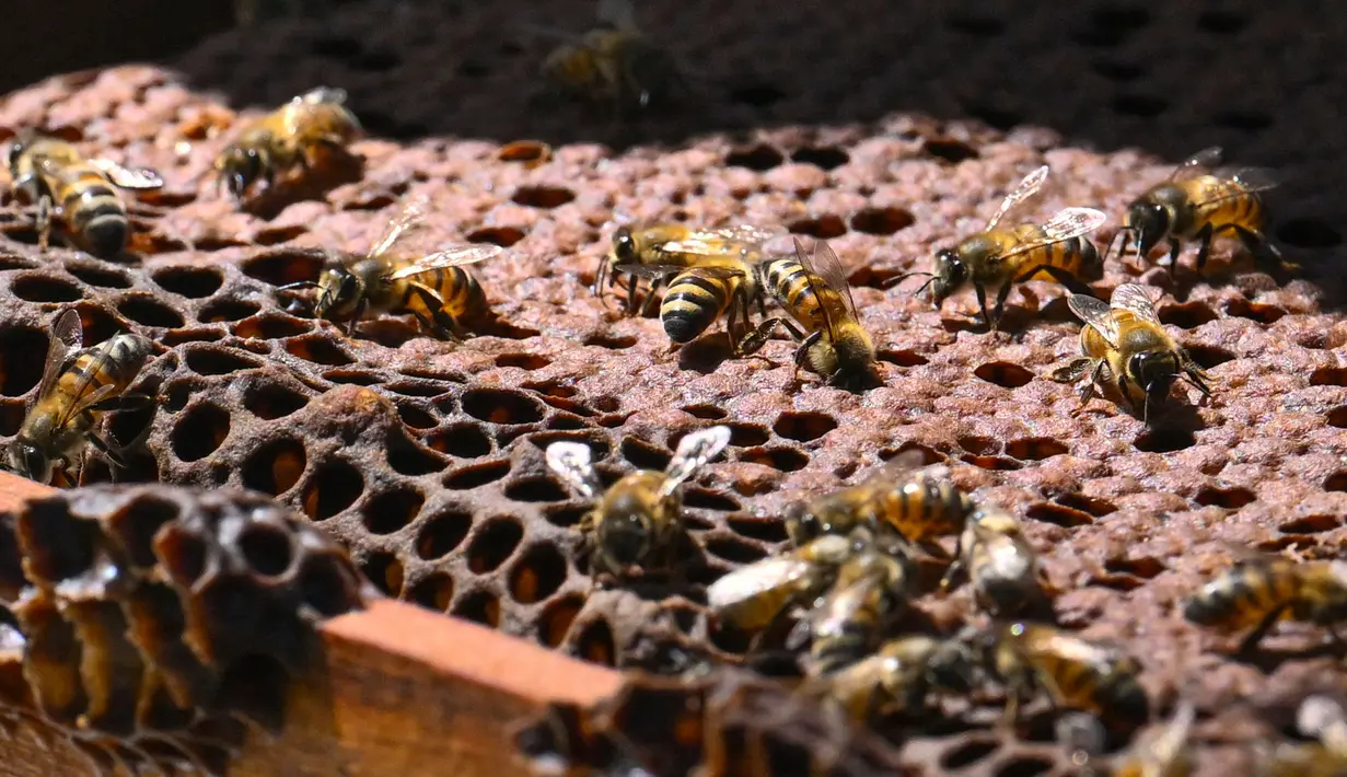 Lebah-lebah di sarang lebah di dalam sarang lebah di kotamadya Socorro, Santader, Kolombia, pada 3 Desember 2023. (Juan BARRETO/AFP)
