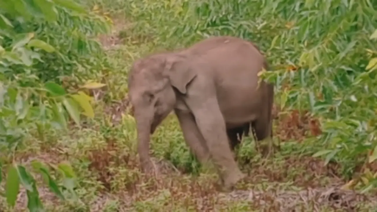 Anak gajah terpisah dari induknya di Kabupaten Pelalawan lunglai karena kelelahan.