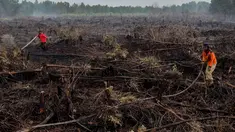 Pemadam kebakaran memadamkan api yang melalap lahan gambut di Pekanbaru, Provinsi Riau, (1/2). Lokasi ini merupakan salah satu dari 73 titik api yang terdeteksi menyebabkan kabut asap di pulau Sumatera. (AFP Photo/Wahyudi)