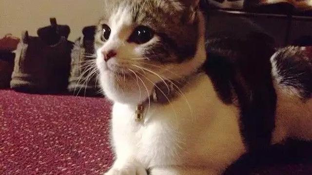 8 Potret Hewan Usai Disengat Lebah Ini Bikin Kasihan Sekaligus Lucu