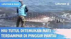 Hiu tutul sepanjang 4 meter ditemukan warga mati terdampar di tepi Pantai Nyamplung Kobong, Jember. Polisi dibantu warga butuh waktu 2 jam untuk mengevakuasi bangkai hiu ke pinggir pantai.
