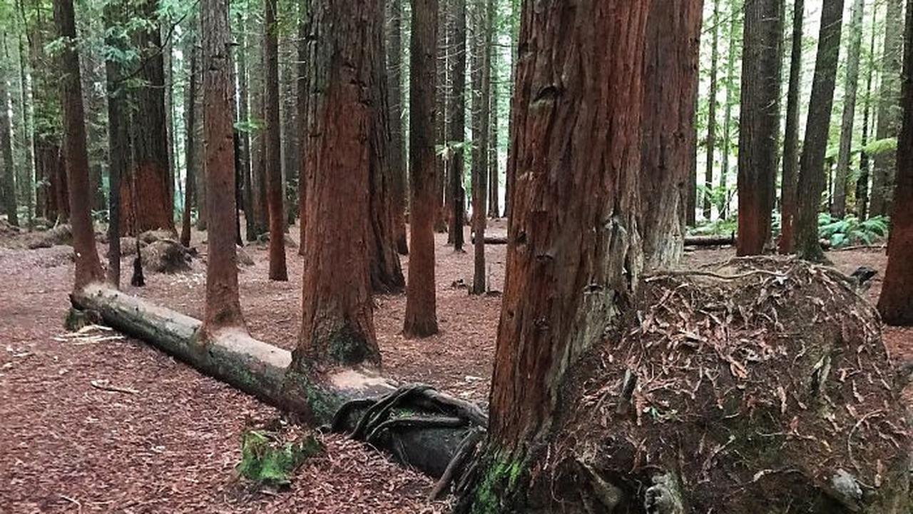Apa Fungsi Batang pada Tumbuhan: Peran Penting dan Strukturnya