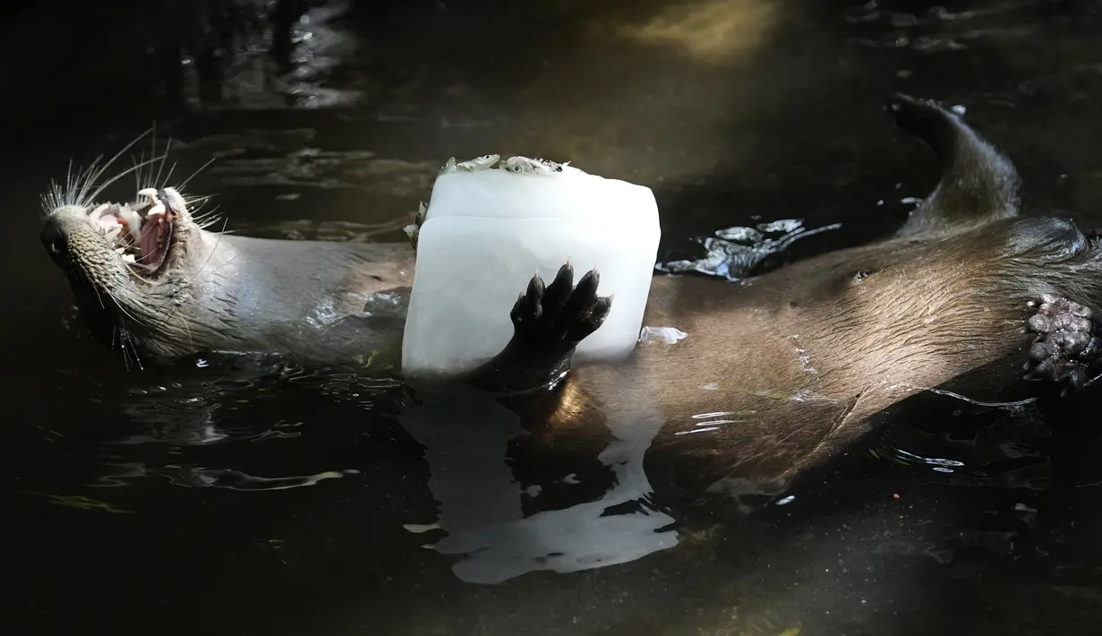 Seekor berang-berang sungai memegang balok es di Palm Beach Zoo & Conservation Society, West Palm Beach, Florida pada 18 Juli 2024. (AP Photo/Lynne Sladky)