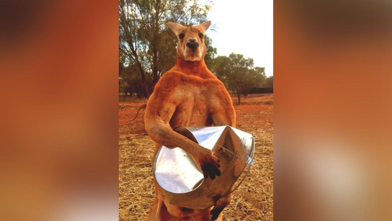 Roger si Kangguru Berotot Jadi Idola