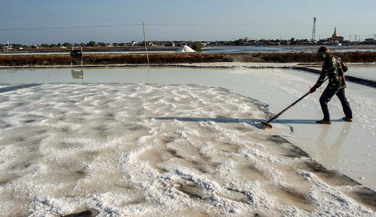 Petani memanen garam di Sidoarjo, Jawa Timur, 16 September 2019. Menurut petani, meningkatnya produksi garam saat musim kemarau dari lima ton menjadi delapan ton per minggu, mengakibatkan harga garam di tingkat petani tradisional untuk kualitas nomor satu menurun. (Juni Kriswanto/AFP)