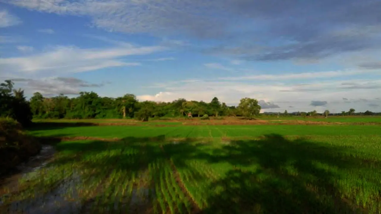 Pesugihan