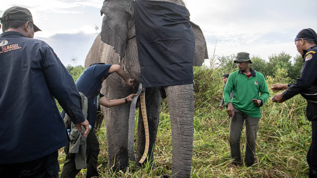 Si Meisya, Gajah Sumatra di Kabupaten OKI Sumsel Dapat Hadiah GPS Collar